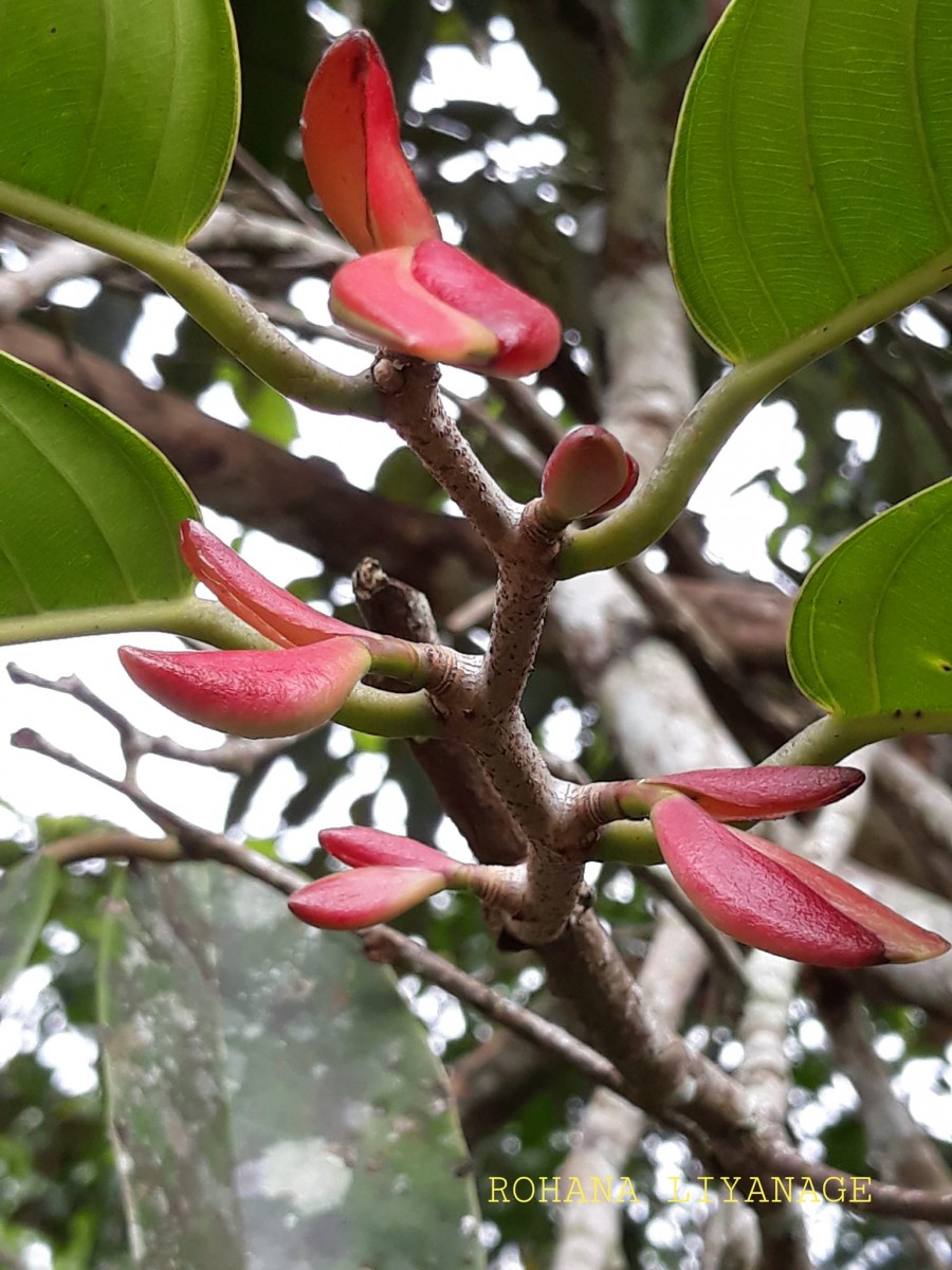 Doona macrophylla Thwaites